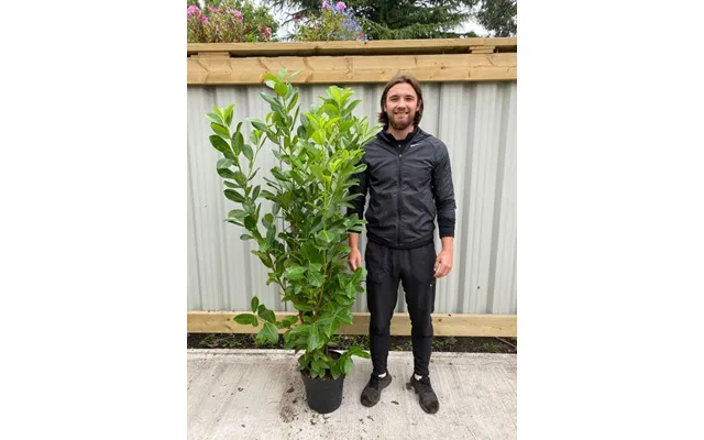 5-6ft Potted Cherry Laurel Hedge Plants 140-180cm