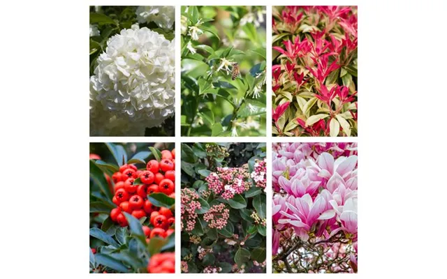 5 Shrubs For A Shady Site 5 X 9cm- 1l Shrubs