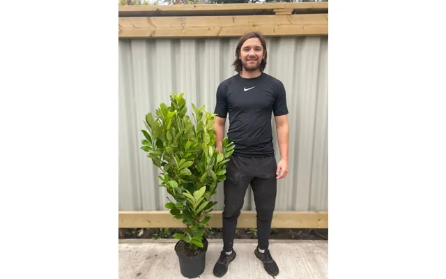 5ft Potted Cherry Laurel Hedging 130-150cm