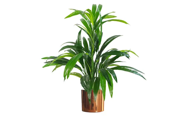 65cm Artificial Large Leaf Bamboo Shrub Plant With Copper Metal Planter