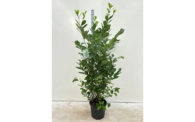 7-8ft Potted Cherry Laurel Hedge Plants 210-240cm. - 29 Laurels