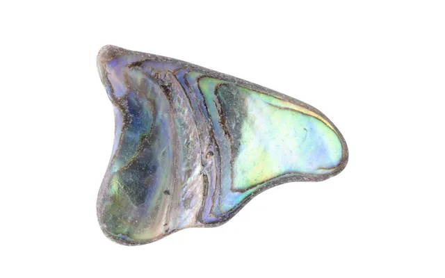 Abalone Shell Tumbled - Unsized