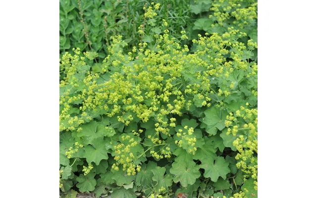 Alchemilla Mollis 2l