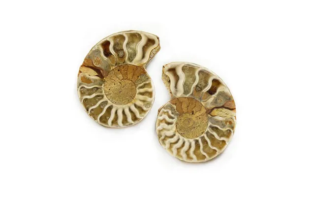 Ammonite Cut & Polished Natural History Collectible Fossil 1 Pair