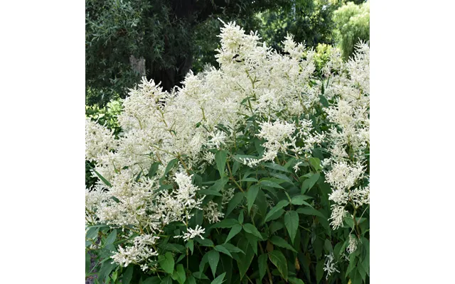 Astilbe Arendsii White 9cm