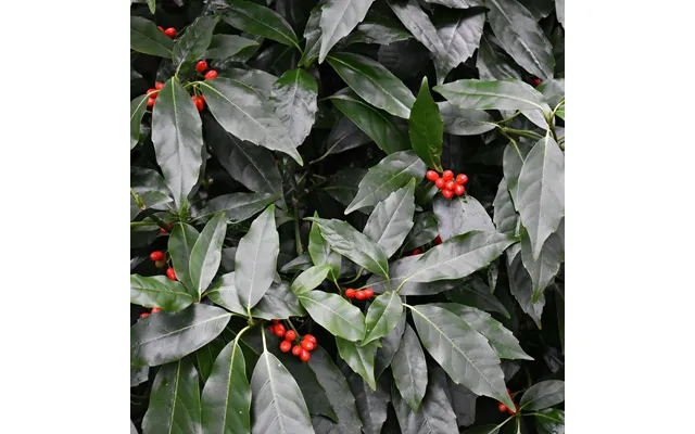 Aucuba Japonica 'rozannie' 2l
