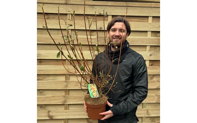 Azalea Knaphill 'pentanthera Agnes' 3l