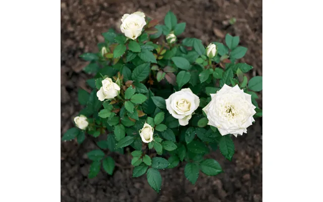 Bloom & Root Rose Blend Topsoil - 20 X 25kg Handy Bags