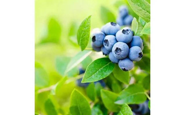 Blueberry 'brigitta Blue' 2l