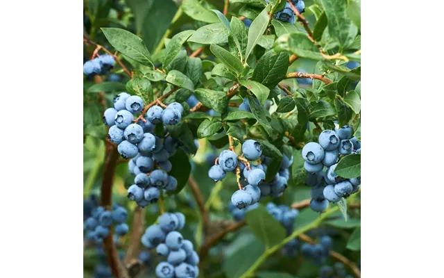 Blueberry 'north Country' 2l