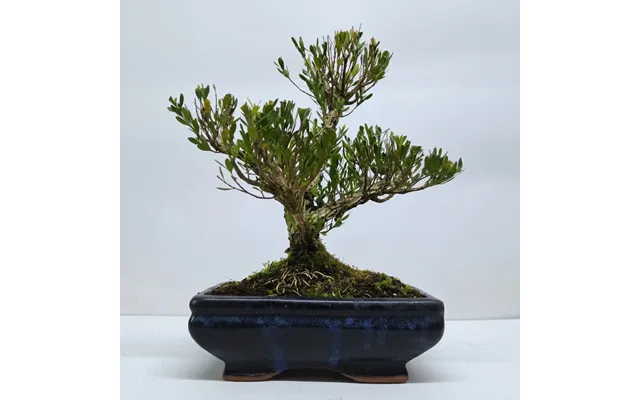 Boxwood Buxus Harlandii Bonsai Tree Clump In 20cm Pot