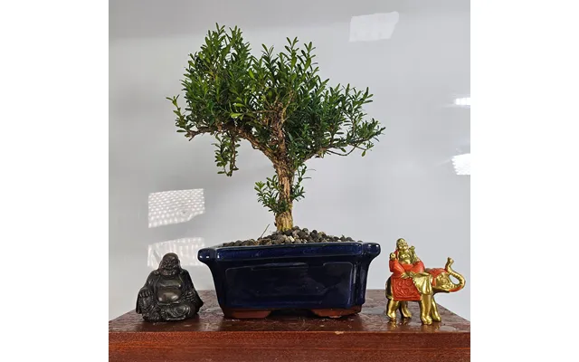 Boxwood Buxus Harlandii Bonsai Tree Shaped In 20cm Pot