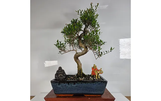 Brush Cherry Syzygium Bonsai Tree Shaped In 30cm Pot