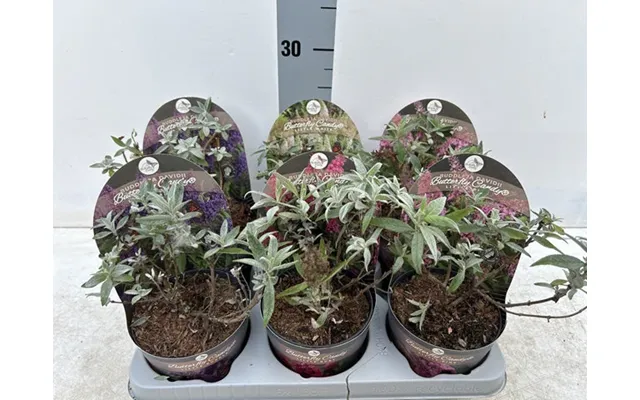 Buddleja Butterfly Candy 'lila Sweatheart' 1 3l - 1l