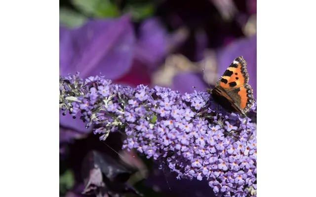 Buddleja Butterfly Candy 'lila Sweatheart' 1 3l - 9cm Pre Order March 2025