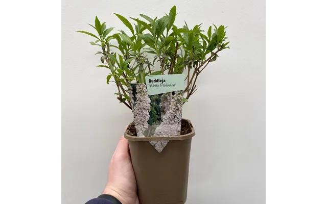 Buddleja Davidii 'manho White’ 1l 2l - 1l