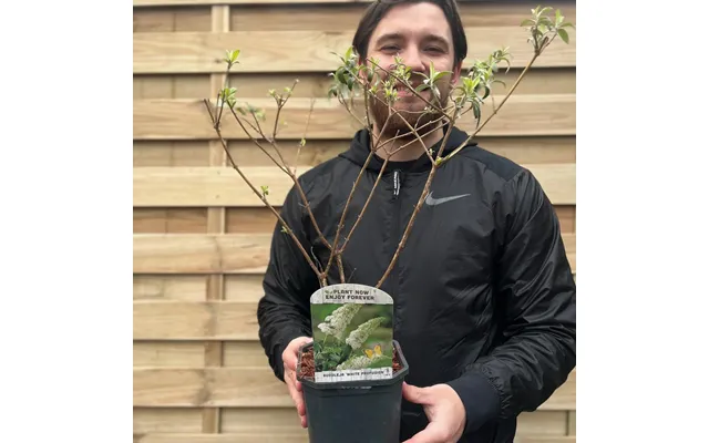 Buddleja Davidii 'manho White’ 1l 2l - 2l