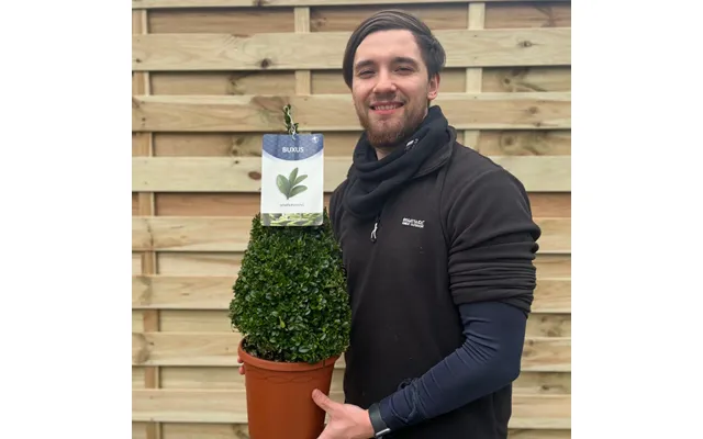 Buxus Topiary Cone Buxus Sempervirens - 3l 55-60cm Including Pot