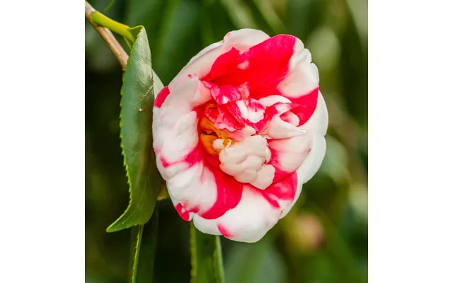 Camellia Japonica Nikisi Kerin 60cm
