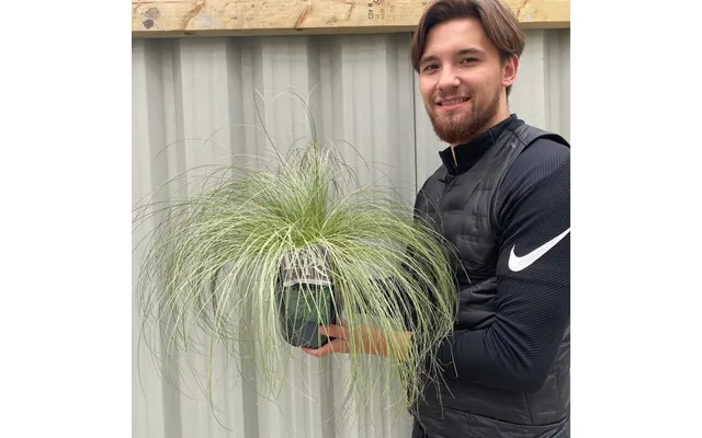 Carex Grass 'frosted Curls' 1.5l-2l