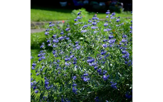 Caryopteris 'heavenly Blue' 2l