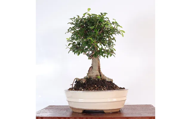 Chinese Elm Ulmus Parvifolia Bonsai Tree Broom In 18cm Pot Great Gift - White Oval Pot Representative Image