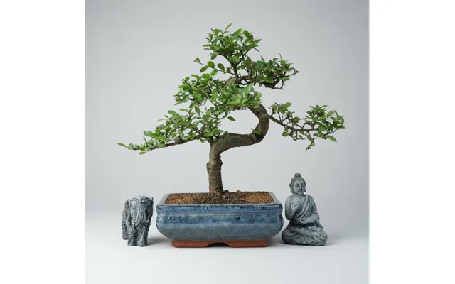 Chinese Elm Ulmus Parvifolia Bonsai Tree Shaped In 20cm Pot