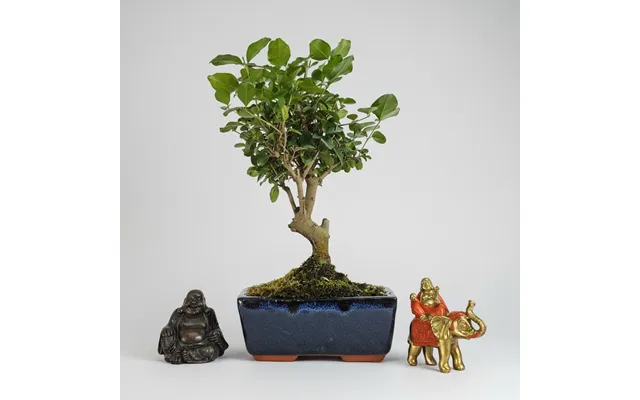 Chinese Privet Ligustrum Sinense Bonsai Tree Broom In 15cm Pot