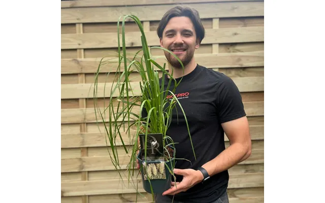 Cortaderia Selloana 2l