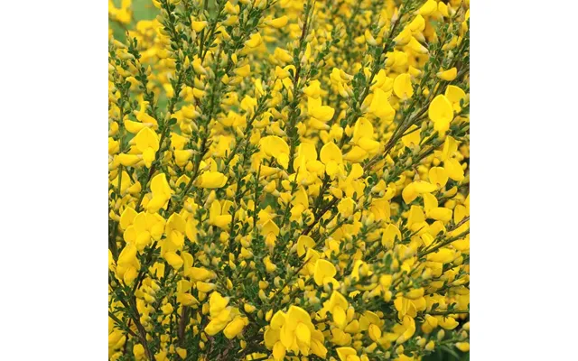 Cytisus 'vanesse' 1l