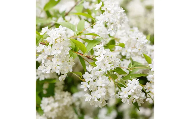 Deutzia Gracilis 1l