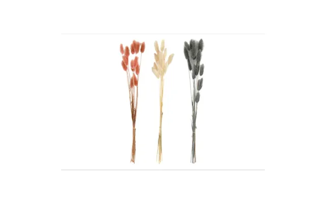 Dried Coloured Lagurus Bunch