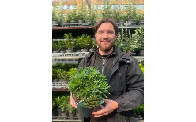 Euphorbia Amygdaloides 'red Wing' 3l