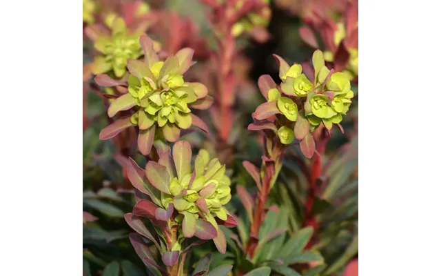 Euphorbia 'purpurea' 2l