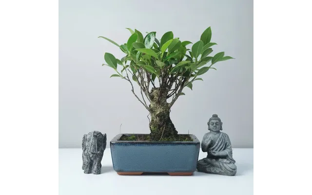 Ficus Microcarpa Banyan Fig Indoor Bonsai Tree Broom In 15cm Pot