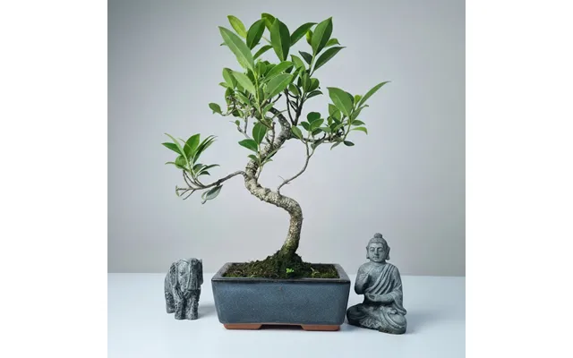 Ficus Microcarpa Banyan Fig Indoor Bonsai Tree Shaped In 15cm Pot