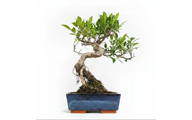 Ficus Microcarpa Banyan Fig Indoor Bonsai Tree Shaped In 20cm Pot