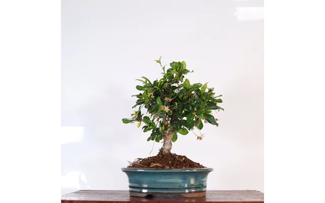 Fukien Tea Tree Carmona Retusa Bonsai Tree Broom In 16cm Pot Perfect Gift - Blue Oval Pot Representative Image