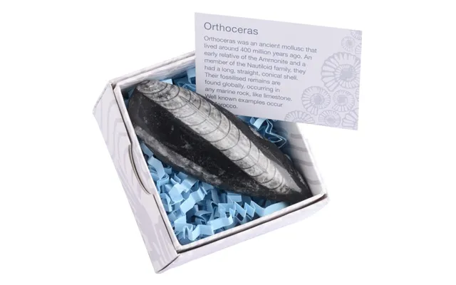 Gift Boxed Orthoceras Fossil With Information Card Single Unit