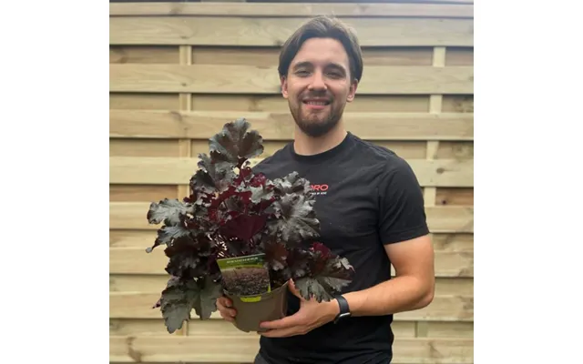 Heuchera 'dark Secret' 2l