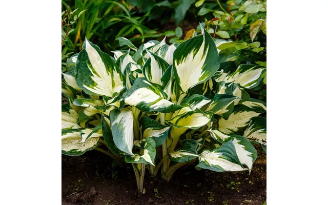 Hosta 'fire And Ice' 9cm