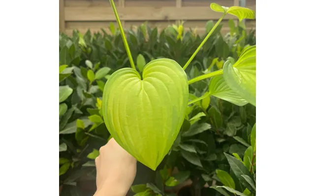 Hosta 'fragrant Bouquet' 9cm