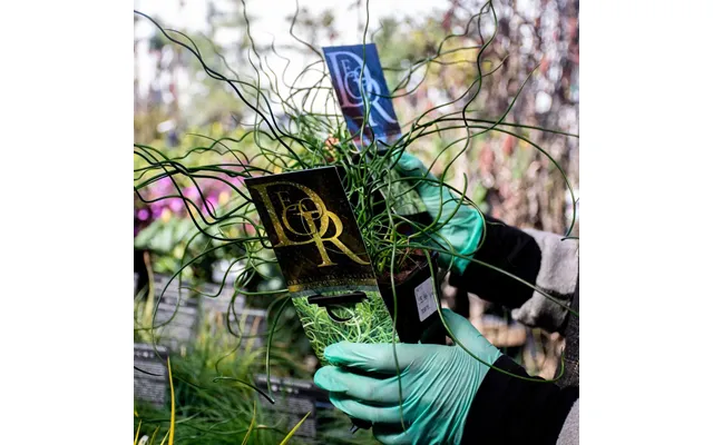 Juncus 'spiralis' 2l Corkscrew Rush Plant