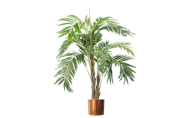 Large Tropical Plants Trees Exotic Tropical For Home Or Office Display - Choice Of Designs product image