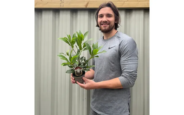 Laurus Nobilis 10.5cm