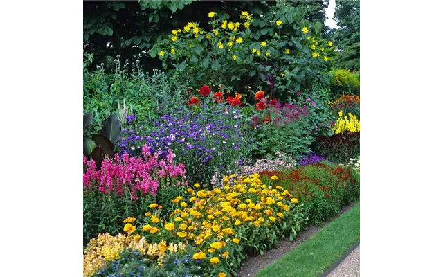 Low Maintenance Perennials Ready-made Border - 200 X 100 50 Plants Part Shade All Of The Above