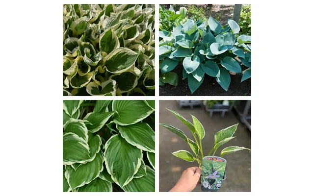 Mix Of 3 X Hostas 9cm In 9cm Growers Pots