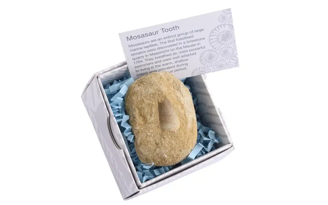 Mosasaur Tooth Fossil Gift Boxed With Information Card Single Unit