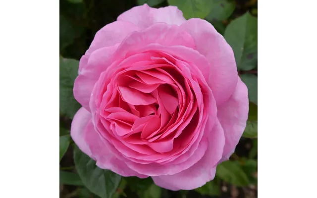 Mum In A Million Rose Hybrid Tea Rose 4l Potted Rose