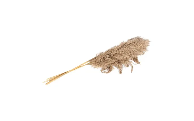 Naturally Dried Pampas Grass Stem 79cm - Pack Of 3